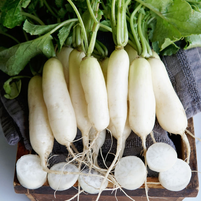 Close-up of Leda radishes showing white cylindrical roots with spring-green shoulders on a dark background