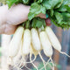 Hand holding a bunch of Leda French Breakfast radishes showing white cylindrical roots with pale green shoulders and leafy tops