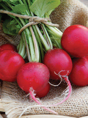 Close-up of Cherry Belle radishes showcasing round cherry-red roots and white interior on a burlap background