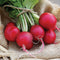 Close-up of Cherry Belle radishes showcasing round cherry-red roots and white interior on a burlap background