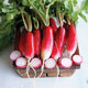 FRENCH BREAKFAST-RADISH