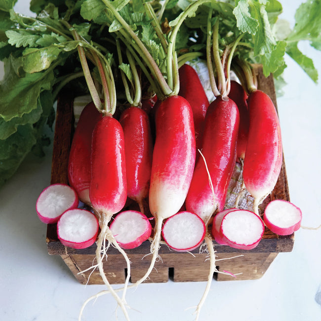 FRENCH BREAKFAST-RADISH
