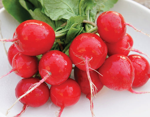 CELESTA-RADISH