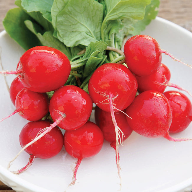 CELESTA-RADISH