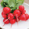 CELESTA-RADISH