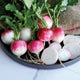 Close-up of Red Head radishes showing bright pink crowns and white bottoms with sliced rounds on a dark plate