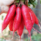 Close-up of Dragon radish cluster showing elongated bright red roots with white tips and green leaves