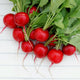 Front view of Escala radishes showing bright red, round 1.5-inch roots with green tops on white background