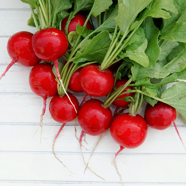 Front view of Escala radishes showing bright red, round 1.5-inch roots with green tops on white background