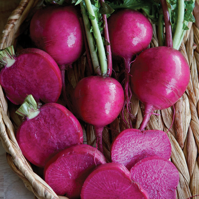 Dark red/pink wonderland radishes with green tops in a woven basket