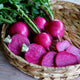 Basket of wonderland radishes with green tops in a wicker basket