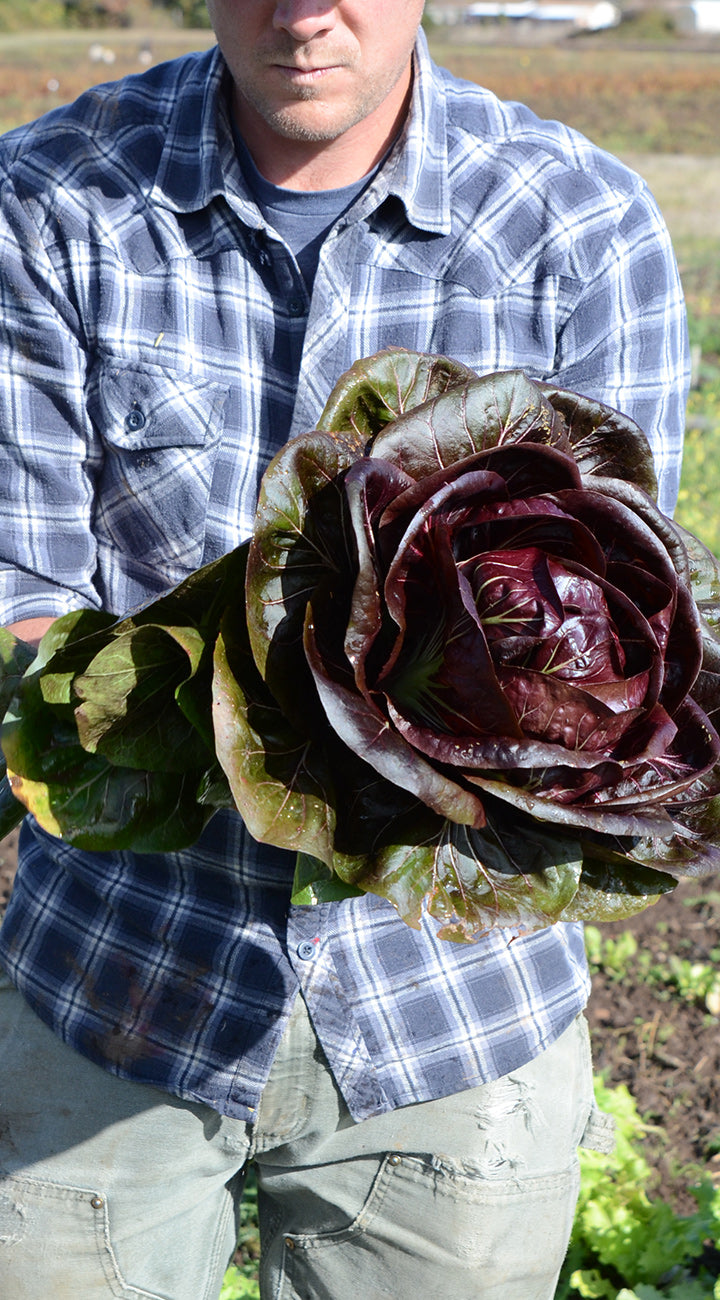 Person holding a large leafy purple Radicchio head in an outdoor setting