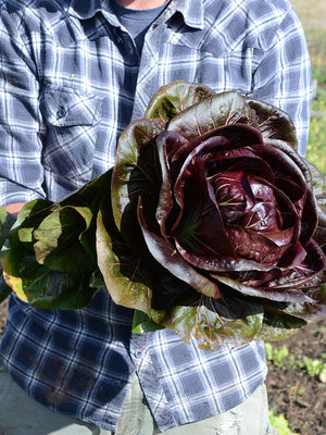 Person holding a large leafy purple Radicchio head in an outdoor setting