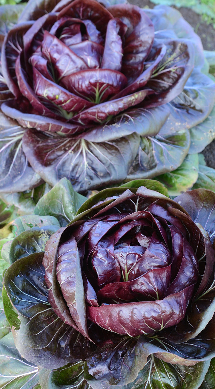 Close-up of a purple Radicchio with green leaves