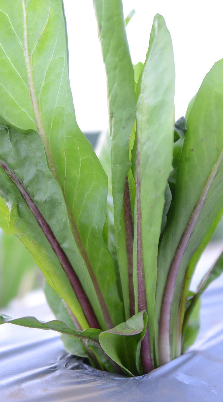 Close-up of fresh green leafy Radicchio with purple stems.