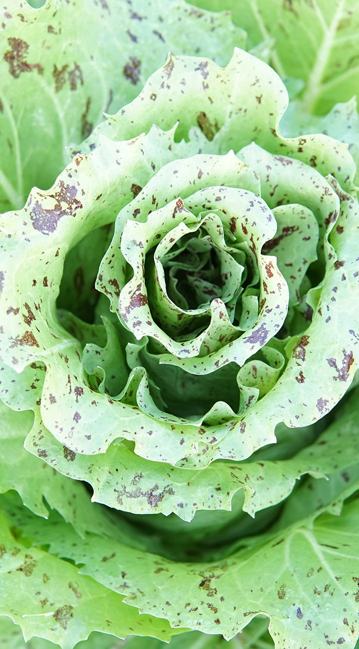 Close-up of a green leafy Radicchio with a rose-like pattern