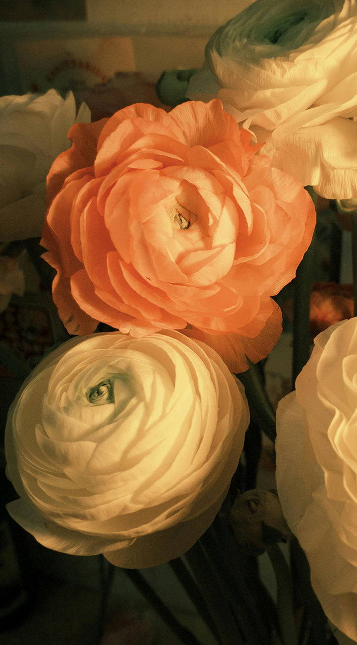 Close-up of orange and white Ranunculus flowers with a blurred background