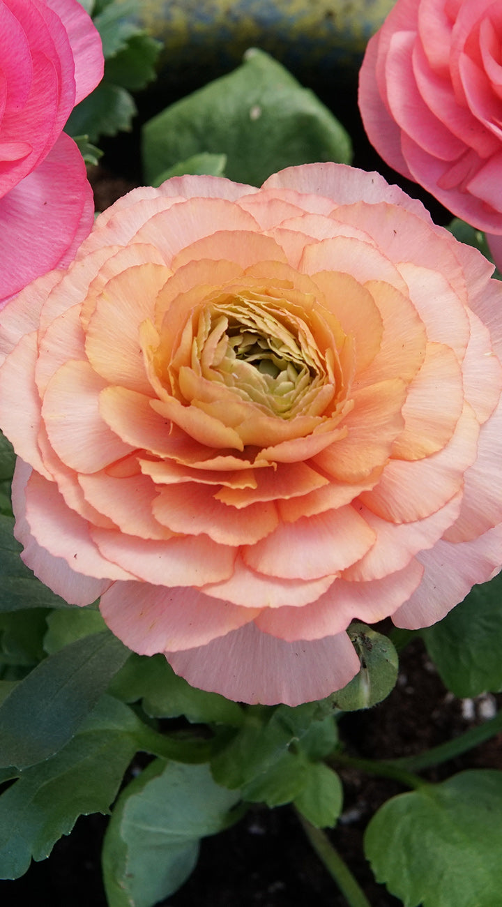 Close-up of Ranunculus mix bloom showcasing layered peach pink double petals with green foliage background