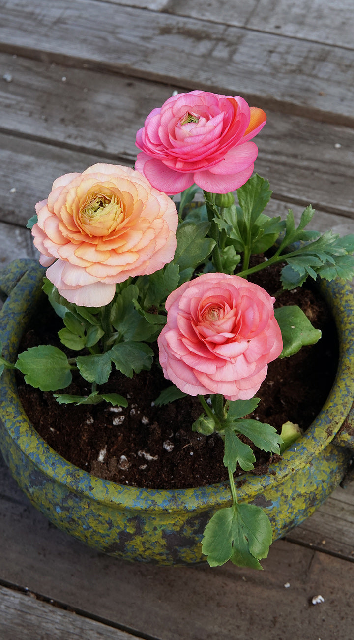 Potted Ranunculus plant with pink and peach flowers on a wooden surface