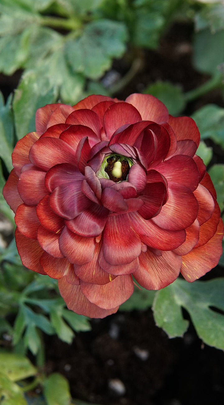 Top-down view of deep red ranunculus bloom showcasing tightly layered petals with green foliage and dark soil background