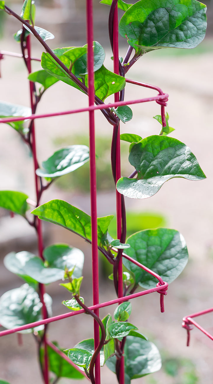 Red malabar spinach leaves on a pink metal trellis