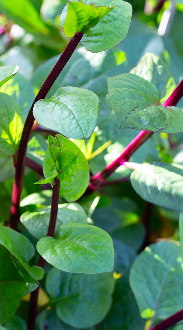 Close-up of green leaves with red malabar spinach stems against a blurred green background