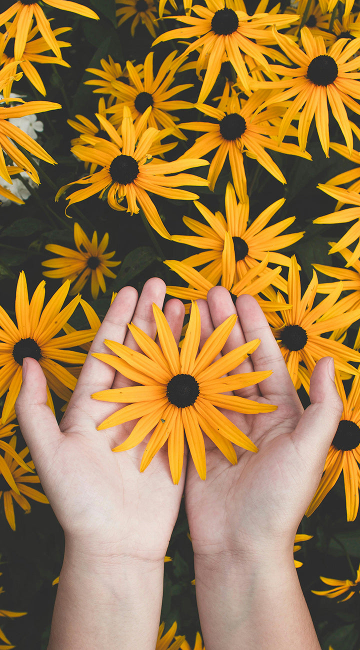 Two hands holding a yellow Rudbeckia flower with a dark background of Rudbeckia flowers