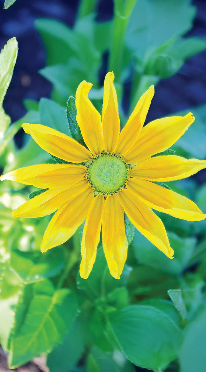 Close-up of a bright yellow Rudbeckia flower with green leaves in the background