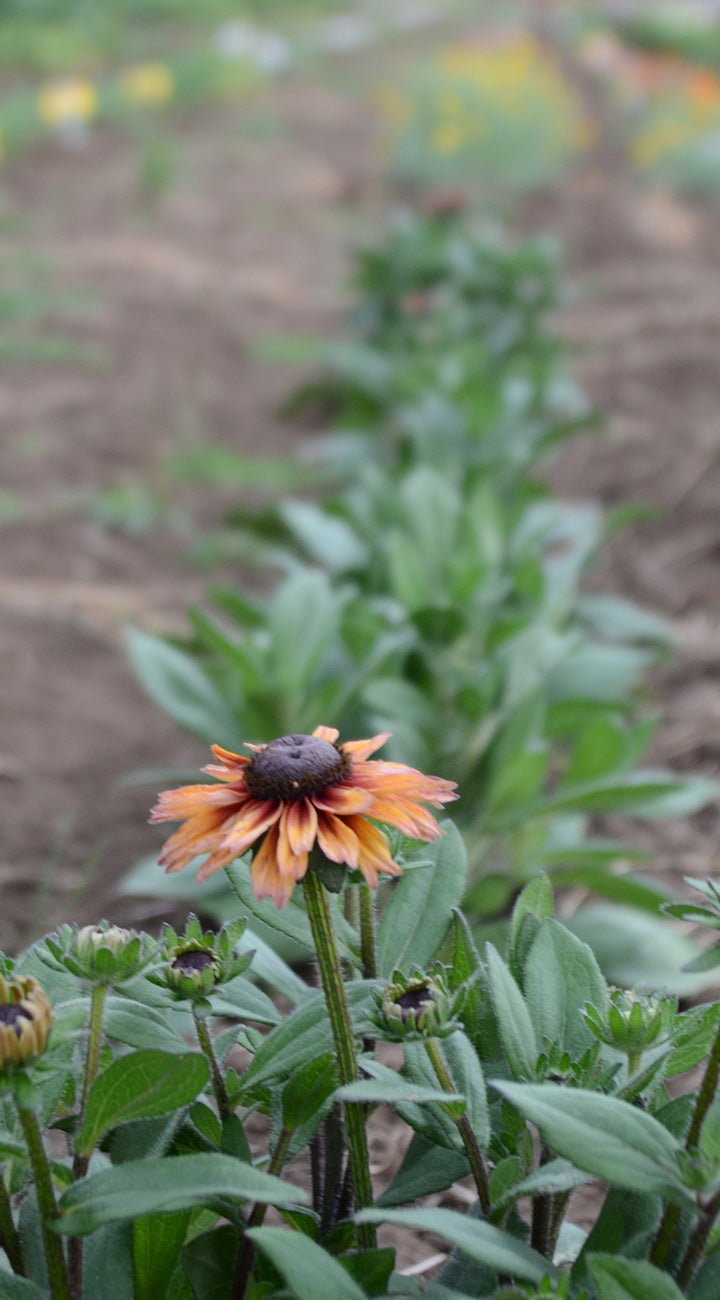 Rudbeckia flower in a garden with blurred background