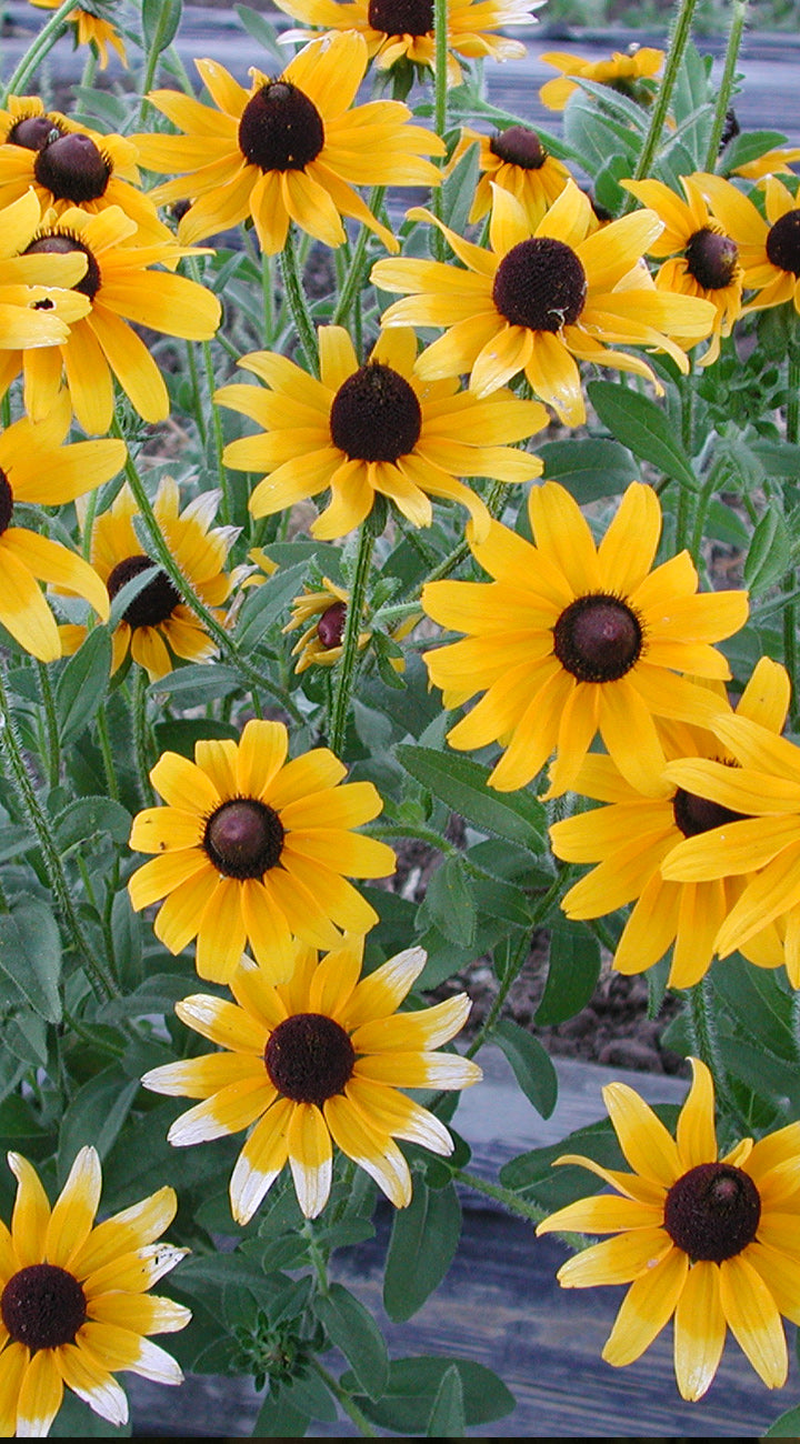 Group of yellow Rudbeckia with brown centers in a garden setting.