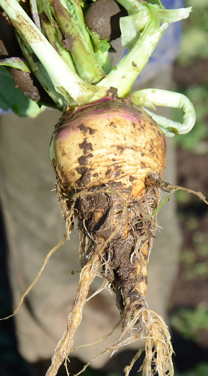 Rutabaga with visible roots and soil on a blurred background