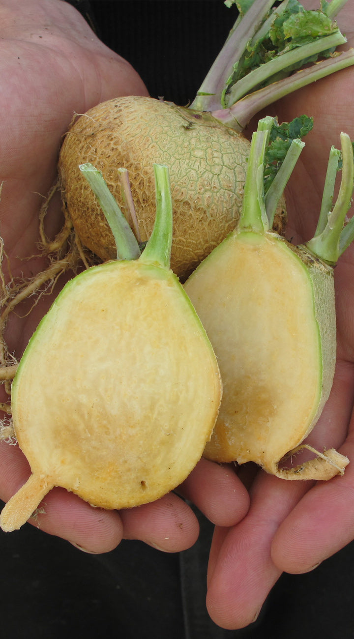 Yellow Rutabaga with green stem held in hands against a dark background