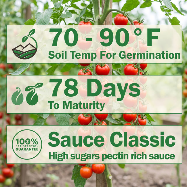 San Marzano Tomato