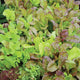 Close-up of Mild Mesclun Blend seed mat showcasing mixed baby lettuce, kale, and mizuna seedlings on a soil mat