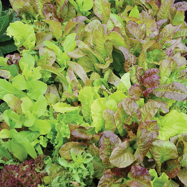 Close-up of Mild Mesclun Blend seed mat showcasing mixed baby lettuce, kale, and mizuna seedlings on a soil mat