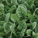 COUNTRYSIDE-SPINACH