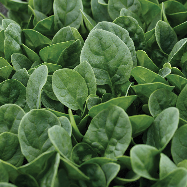 COUNTRYSIDE-SPINACH