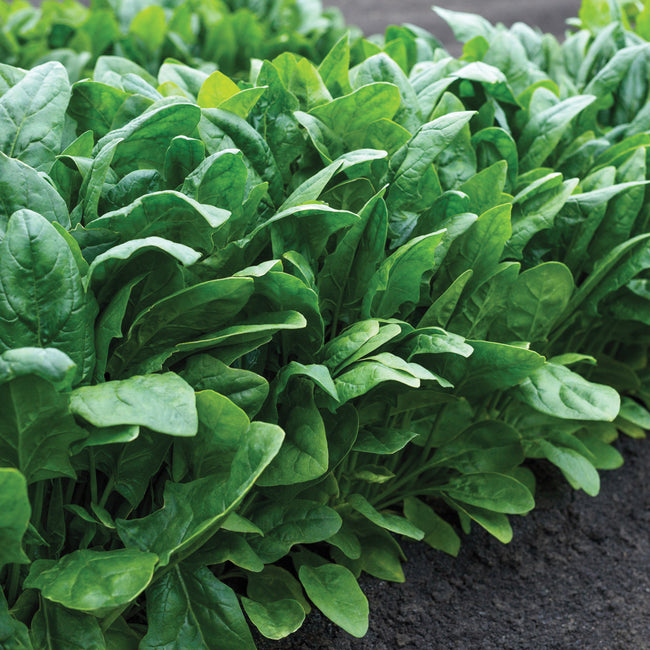Close up of Imperial Valley spinach leaves showing deep green, upright Asian style foliage in garden soil