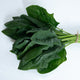 Front view of Imperial Valley spinach leaves showing deep green, upright crinkled leaves on white background