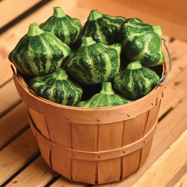 Top view of Green Lightning summer squash showing scalloped, green-striped fruits in a wooden bushel basket on a wooden table