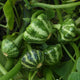 GREEN LIGHTNING™-SQUASH SUMMER