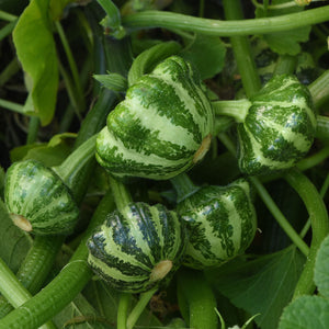 GREEN LIGHTNING™-SQUASH SUMMER