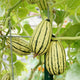 Striped squash growing on a vine with green leaves.