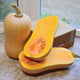 Three-quarter view of Havana butternut winter squash showing a halved fruit with bright orange flesh and seeds on a light background