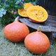 Three-quarter view of Orange Summer Uchiki Kuri winter squashes, one halved to show bright orange flesh on a wooden cutting board