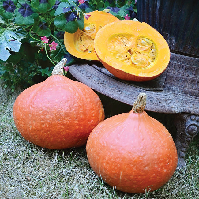 Three-quarter view of Orange Summer Uchiki Kuri winter squashes, one halved to show bright orange flesh on a wooden cutting board
