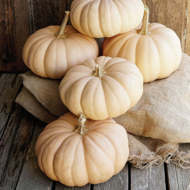 Close-up of Spellcast winter squash cluster showing flattened globe shape and smooth pale tan skin