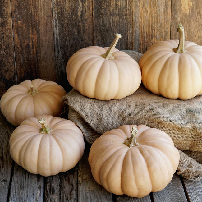 Front view of five Spellcast winter squash showcasing flattened ribbed shape and pale caramel skin on burlap and wood background