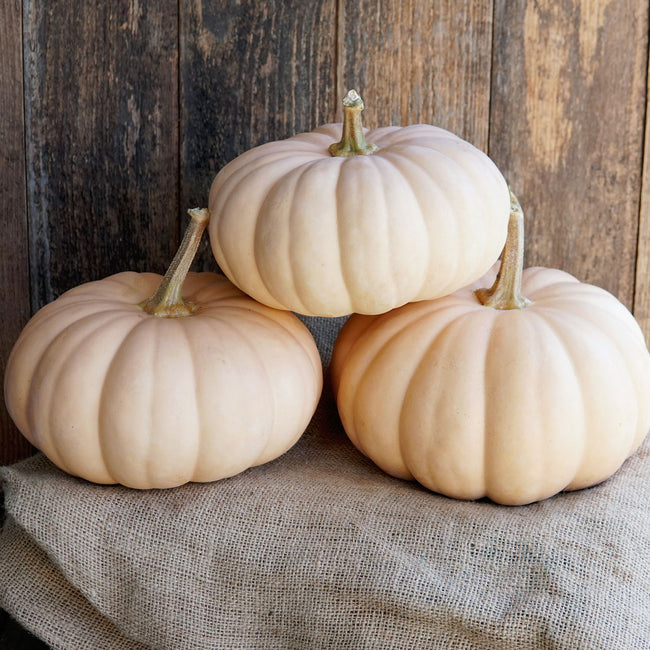 Front view of Spellcast winter squash showing three flattened, ribbed pale-peach fruits with smooth skin on burlap and a wooden backdrop