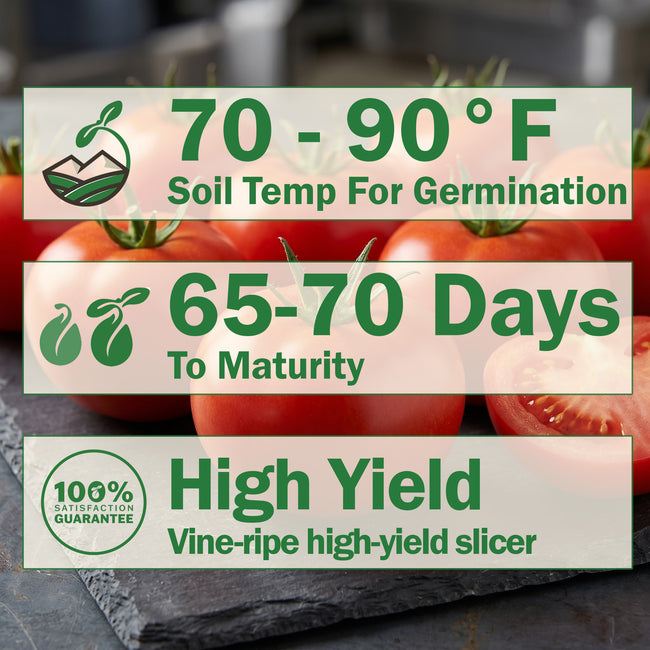 STM225 Tomato
